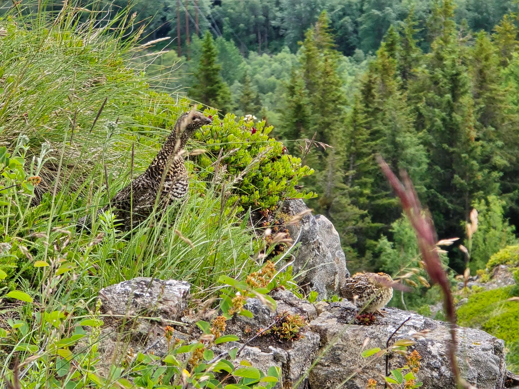 A spruce grouse on a lichen-covered rock outcrop above a spruce valley